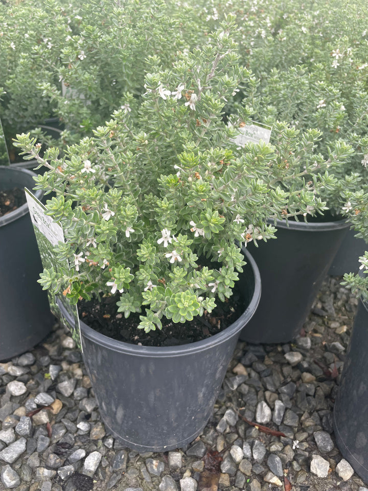 Westringia Fruticosa &