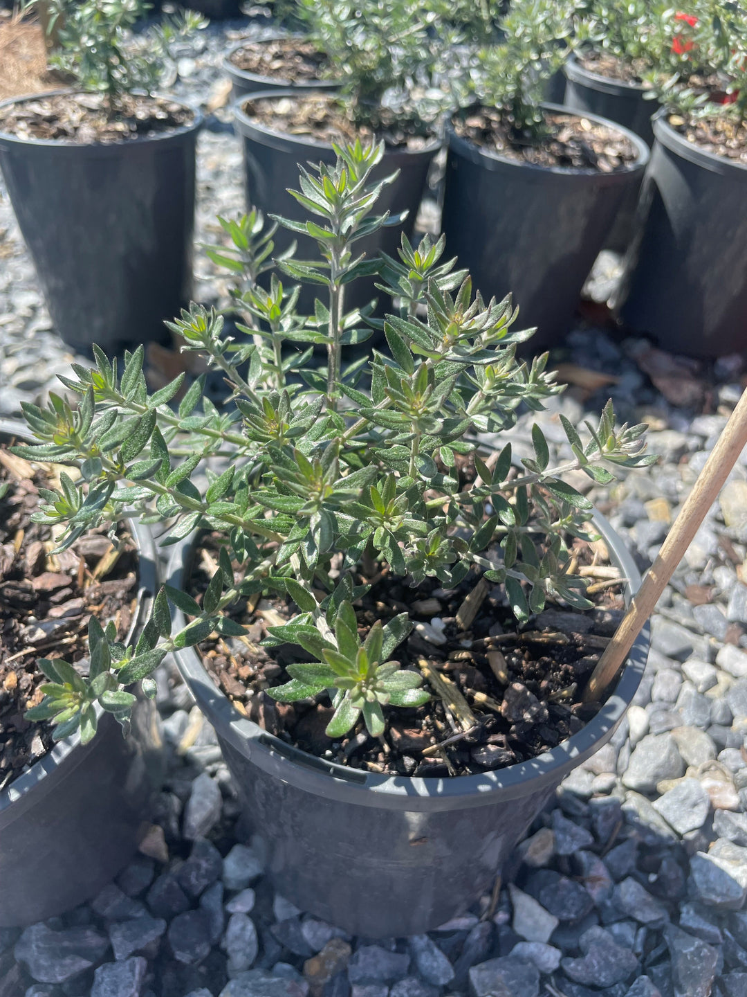 Westringia Fruticosa &