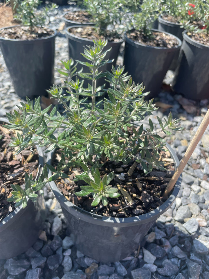 Westringia Fruticosa &