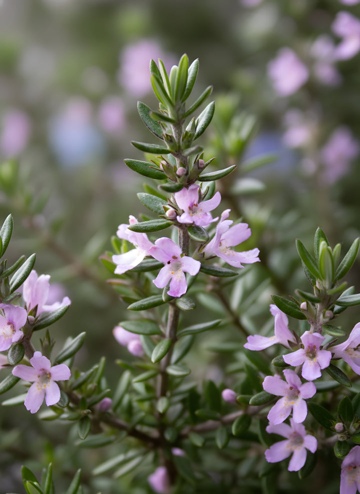 Westringia Fruticosa &