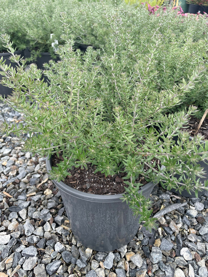 Westringia Fruticosa &