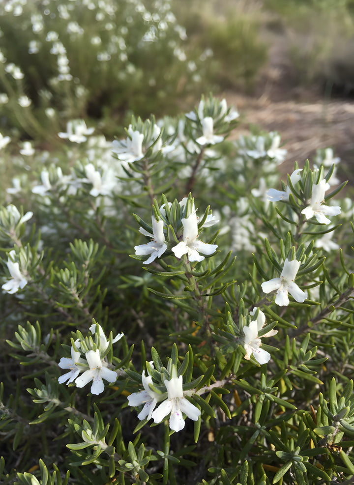 Westringia Fruticosa &