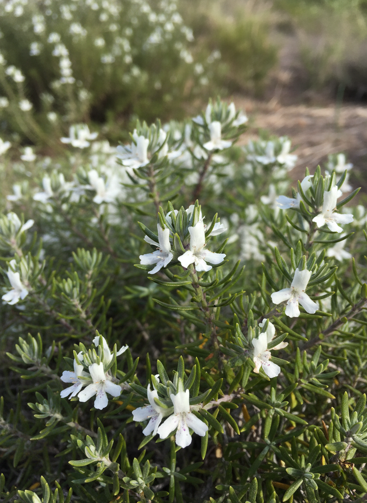 Westringia Fruticosa &