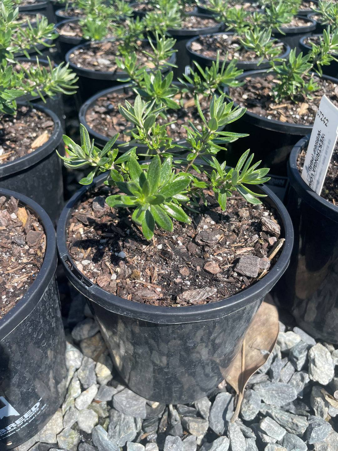Westringia Fruticosa &