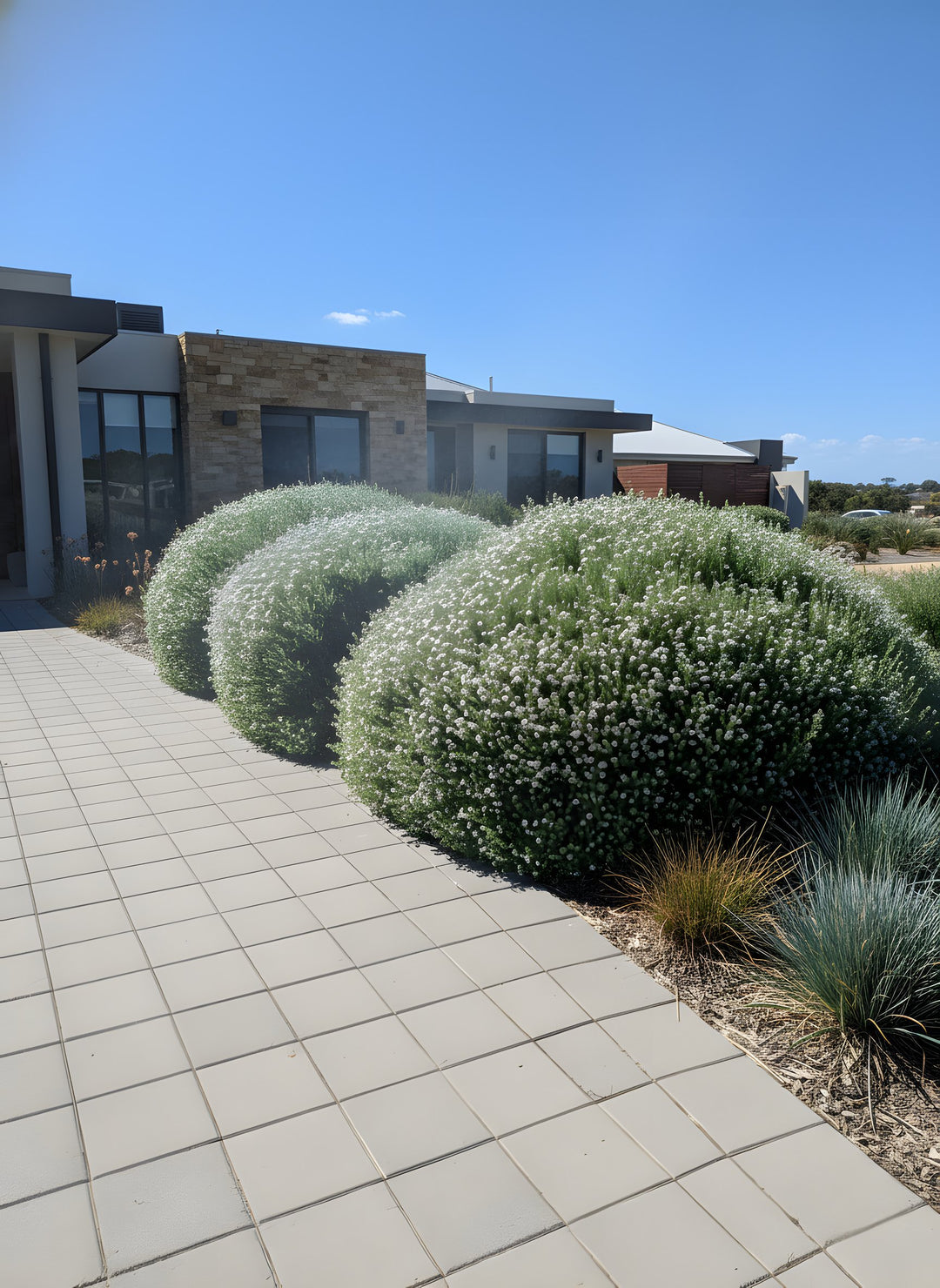 Westringia fruticosa 200mm Pot for sale Adelaide Plant Co