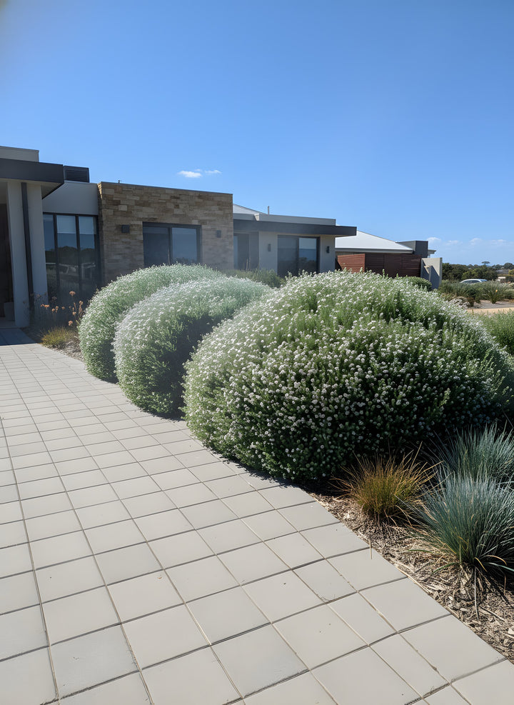 Westringia fruticosa 200mm Pot for sale Adelaide Plant Co