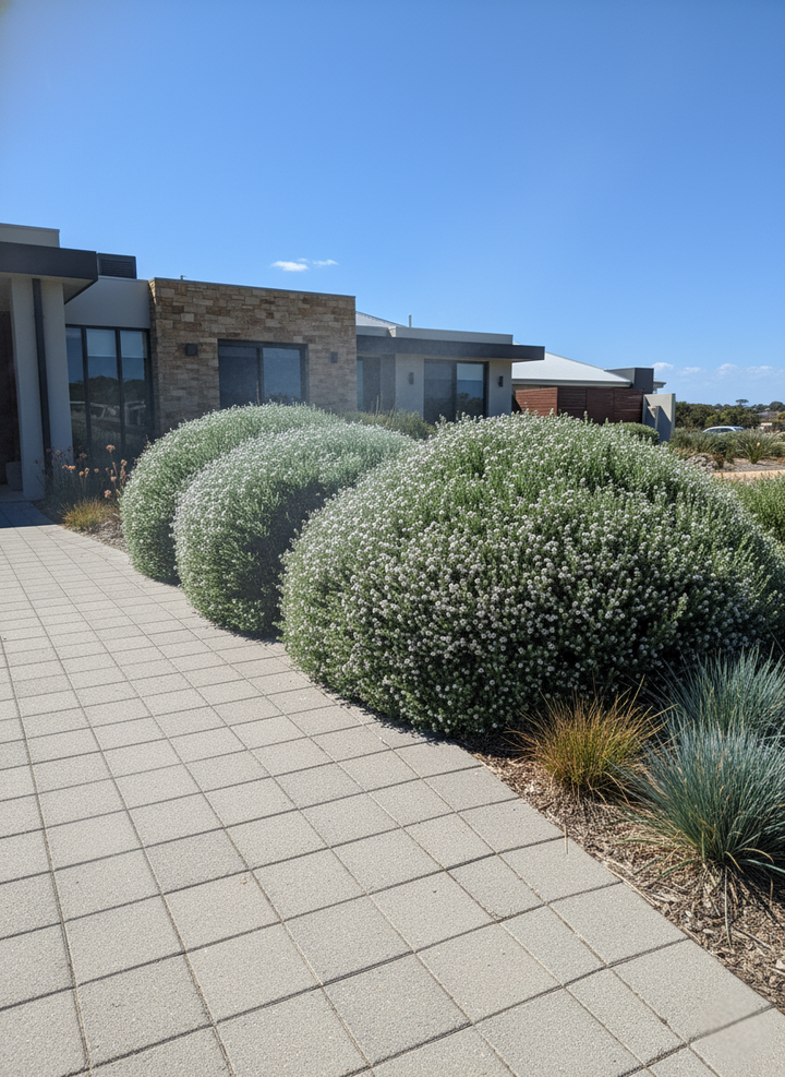 Westringia fruticosa 200mm Pot for sale Adelaide Plant Co