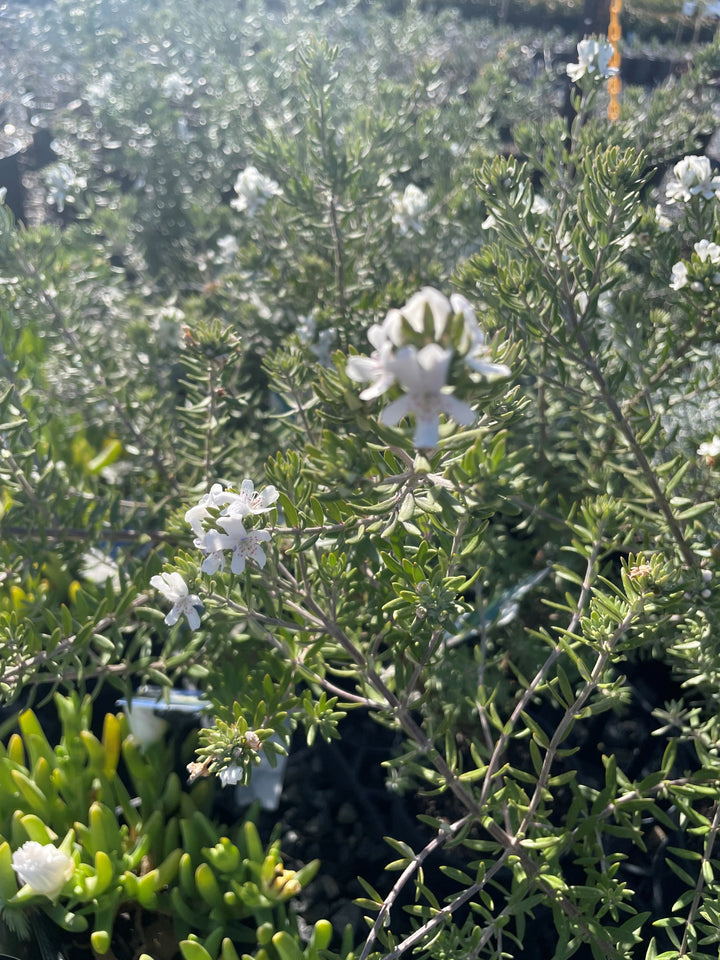 Westringia Fruticosa 'Mundi'