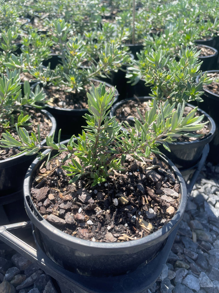 Westringia Fruticosa &