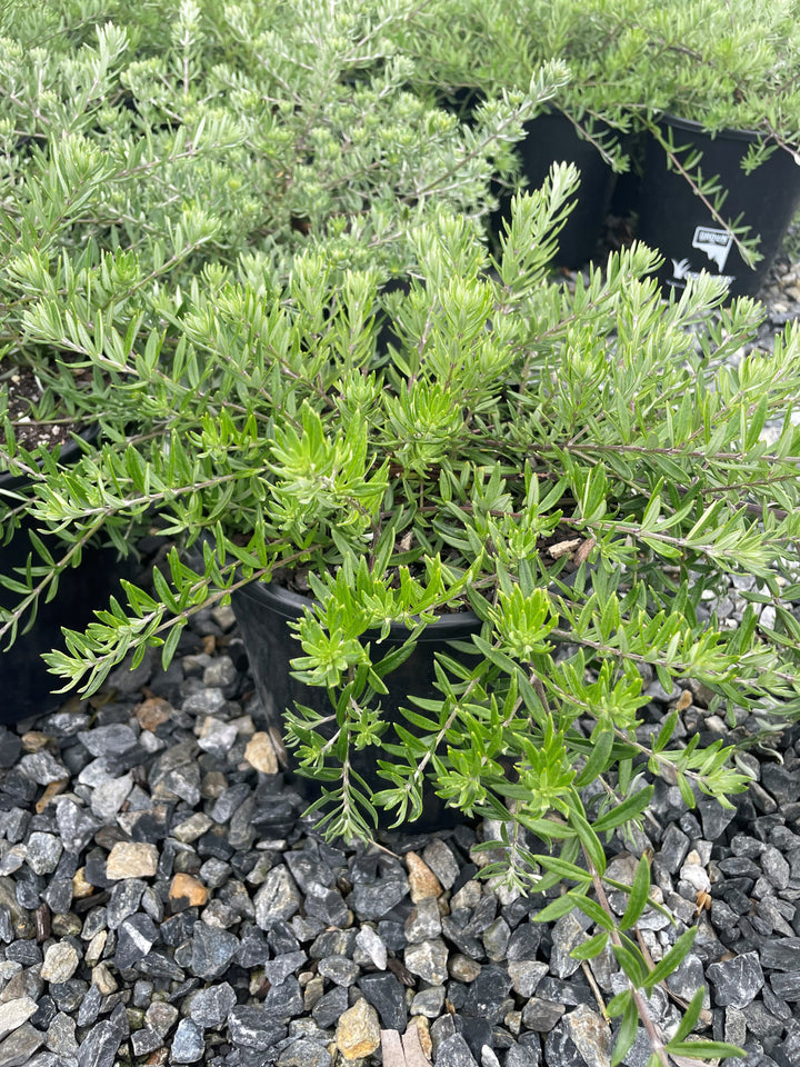 Westringia Fruticosa 'Mundi'