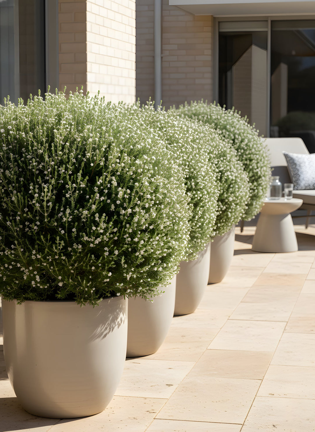Westringia fruticosa for sale Adelaide Plant Co