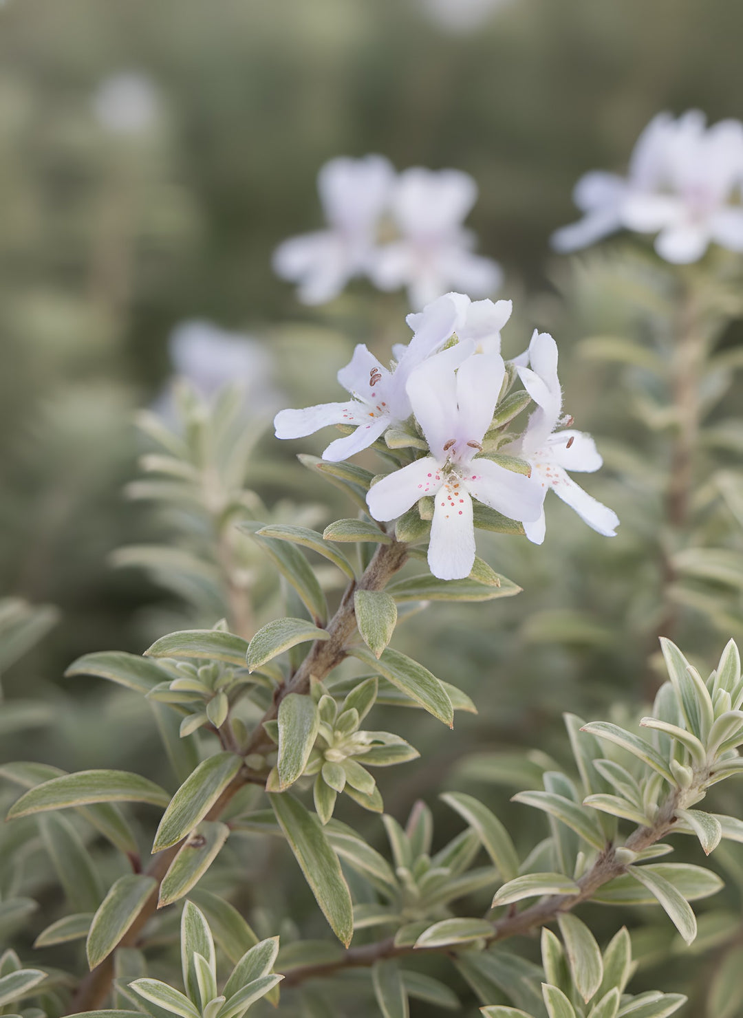 Westringia fruticosa 'Smokey' 140mm Pot for sale Adelaide Plant Co