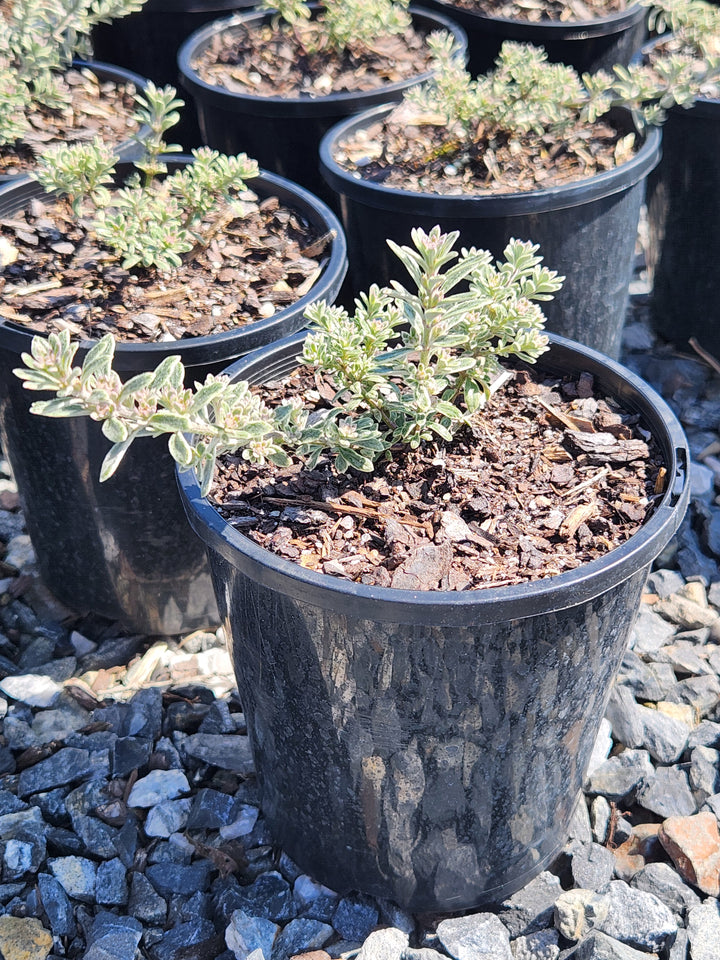 Westringia fruticosa 'Smokey'