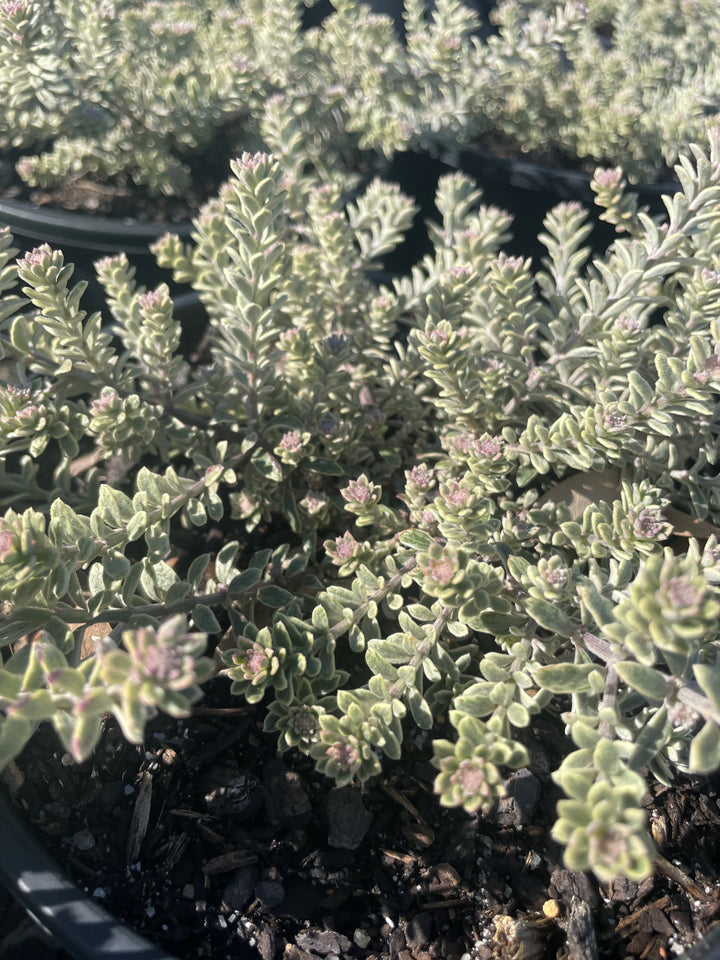 Westringia fruticosa 'Smokey'