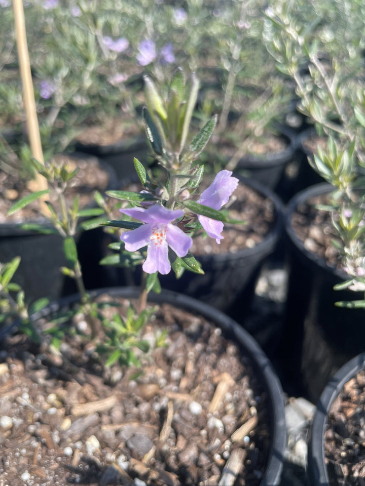 Westringia Fruticosa &