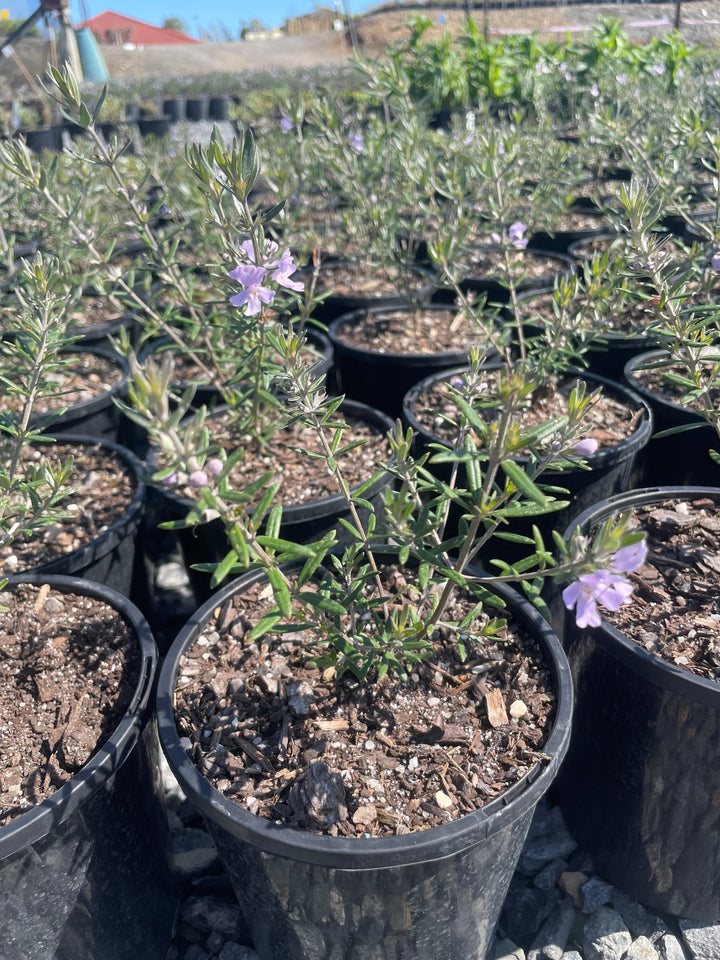 Westringia Fruticosa &