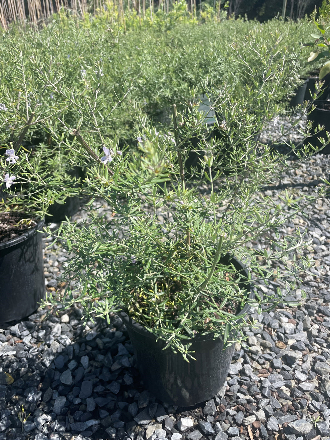 Westringia Fruticosa &