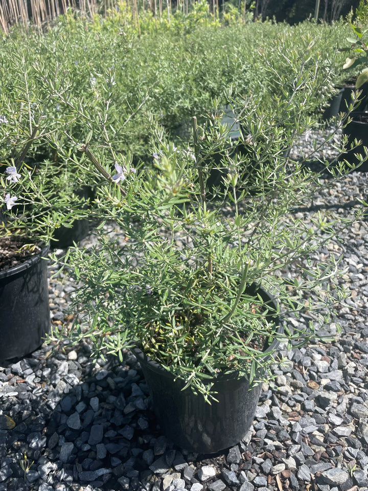 Westringia Fruticosa &
