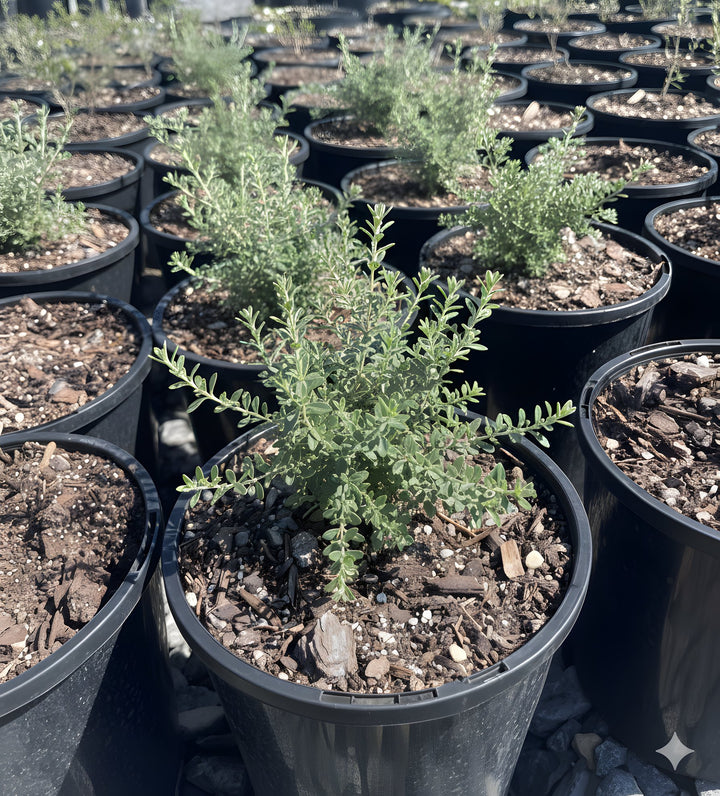 Westringia fruticosa &