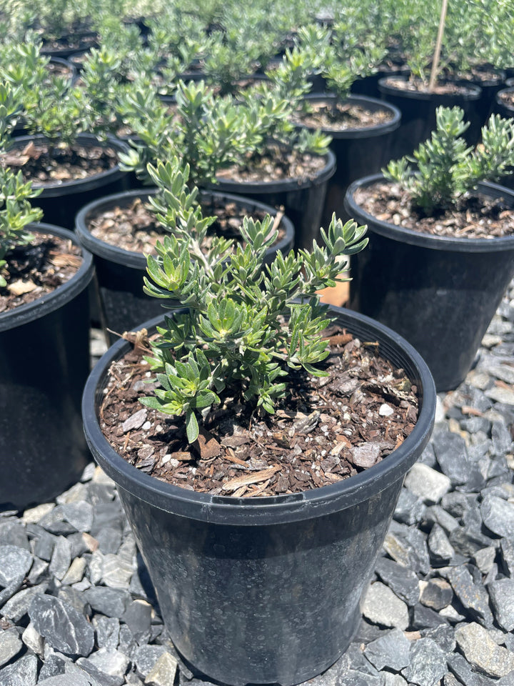 Westringia hybrid 'Blue Gem'