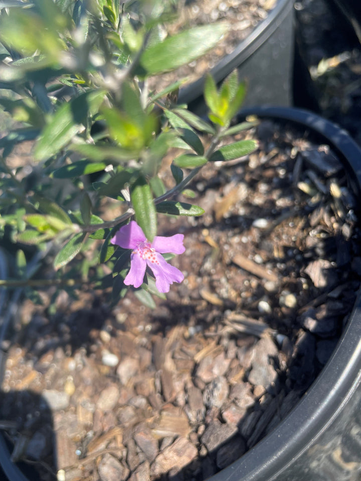 Westringia hybrid 'Blue Gem'