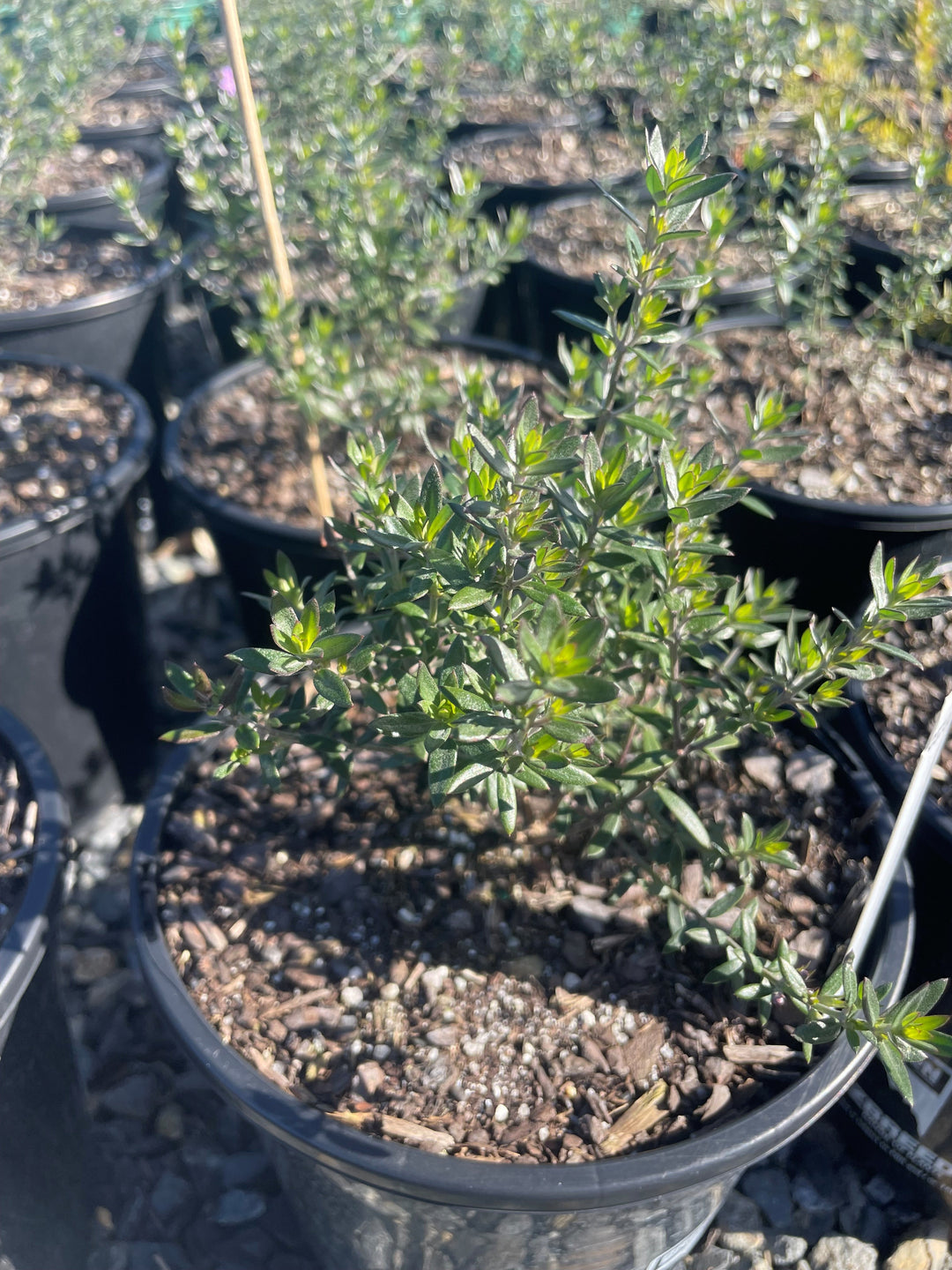 Westringia hybrid 'Blue Gem'