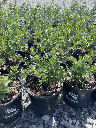 Westringia hybrid 'Naringa' 200mm Pot for sale Adelaide Plant Co
