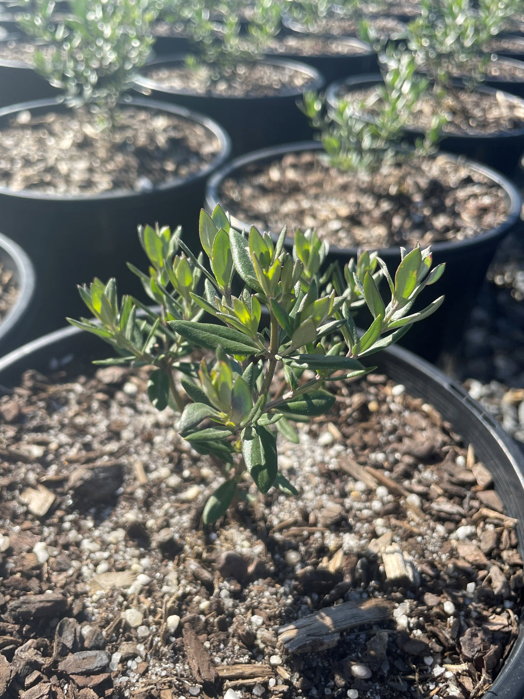 Westringia hybrid 'Naringa'