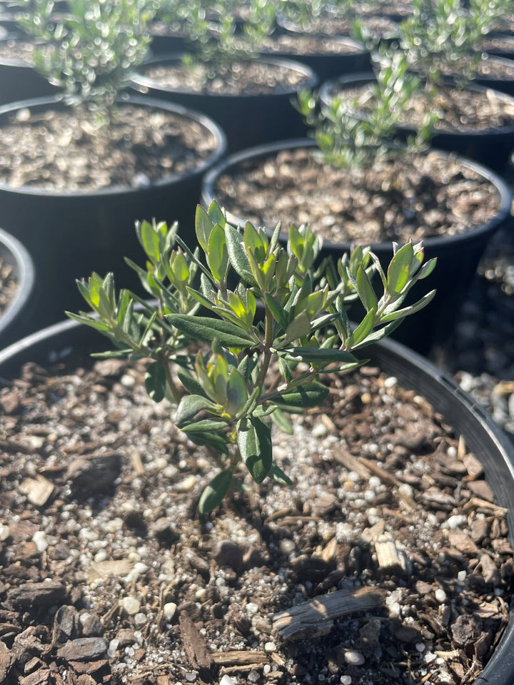 Westringia hybrid 'Naringa'