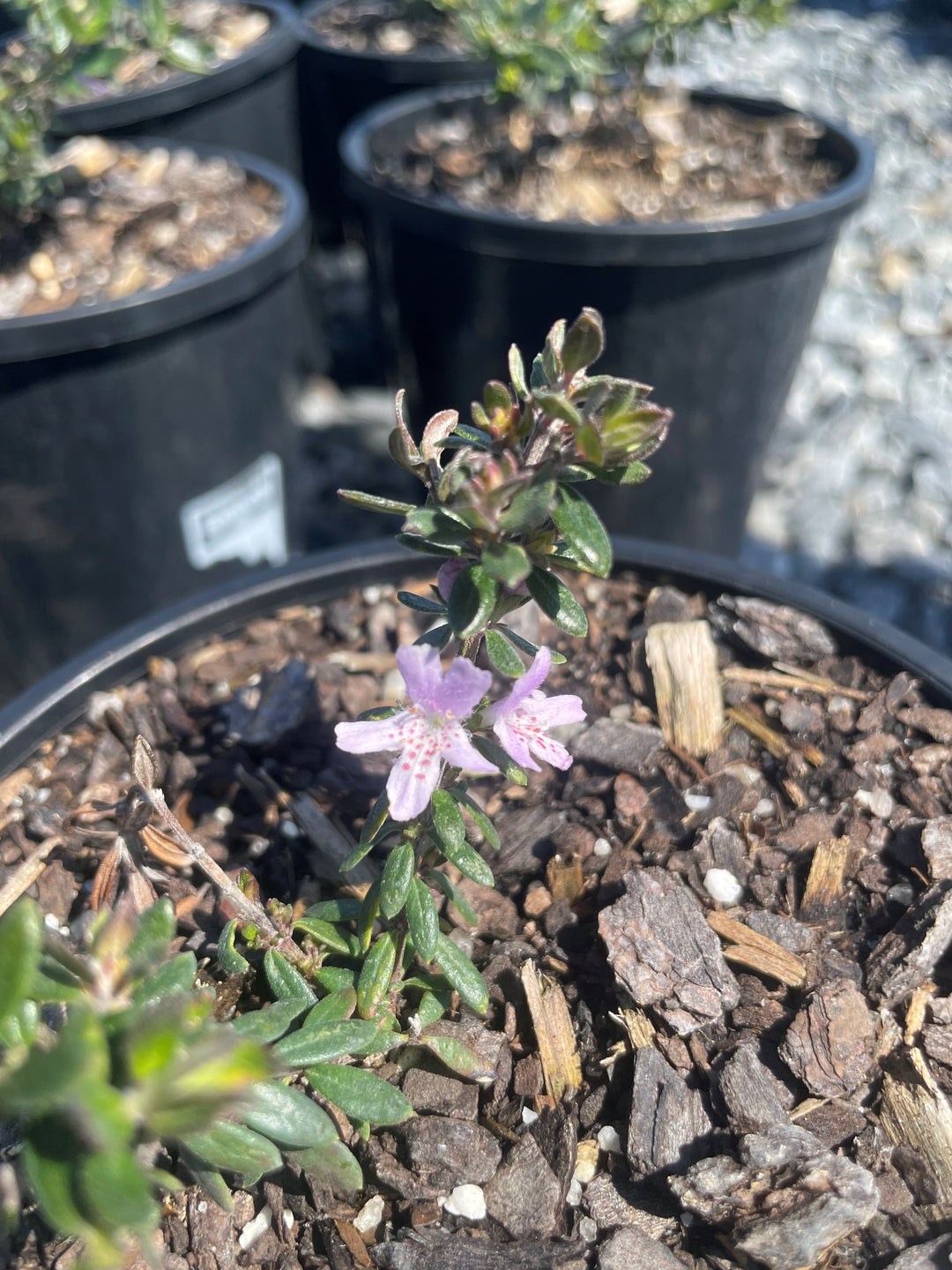 Westringia hybrid 'Ozbreed Aussie Box' 140mm Pot for sale Adelaide Plant Co