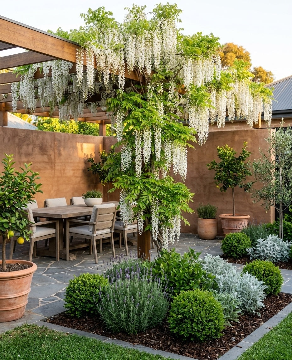 Wisteria floribunda Alba growing over a pergola above an outdoor dining setting in an Adelaide garden.