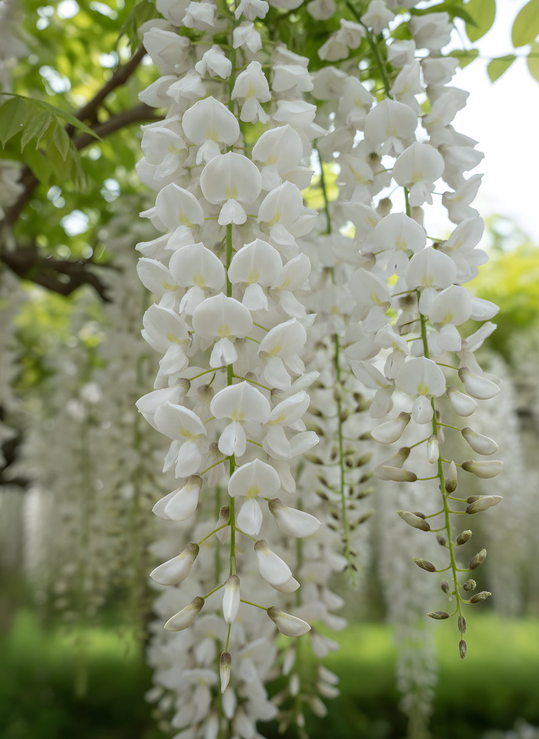 Wisteria floribunda Alba 300mm Pot for sale Adelaide Plant Co