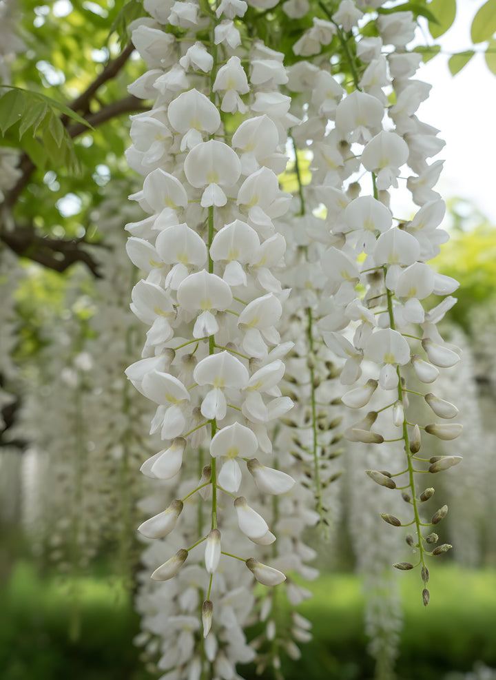 Wisteria floribunda Alba 300mm Pot for sale Adelaide Plant Co