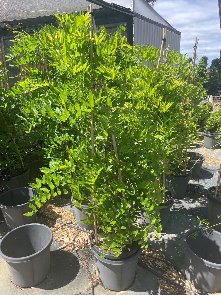 Wisteria floribunda Alba for sale Adelaide Plant Co
