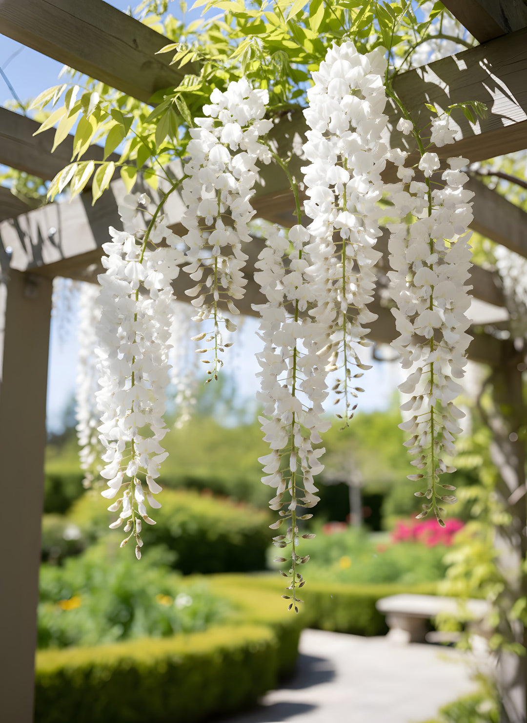Wisteria sinensis Alba 200mm Pot for sale Adelaide Plant Co