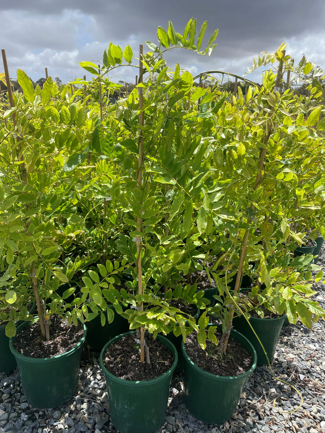 Wisteria sinensis Alba