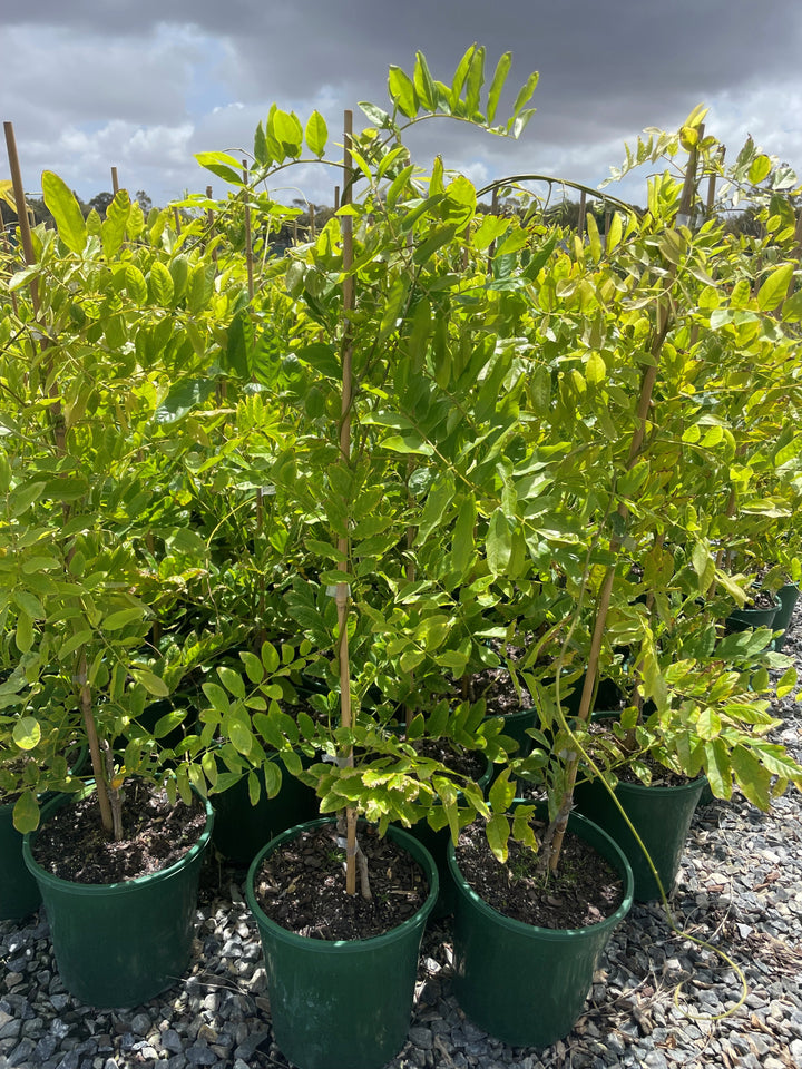 Wisteria sinensis Alba