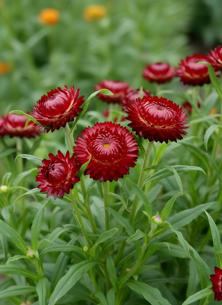 Xerochrysum Bracteatum &