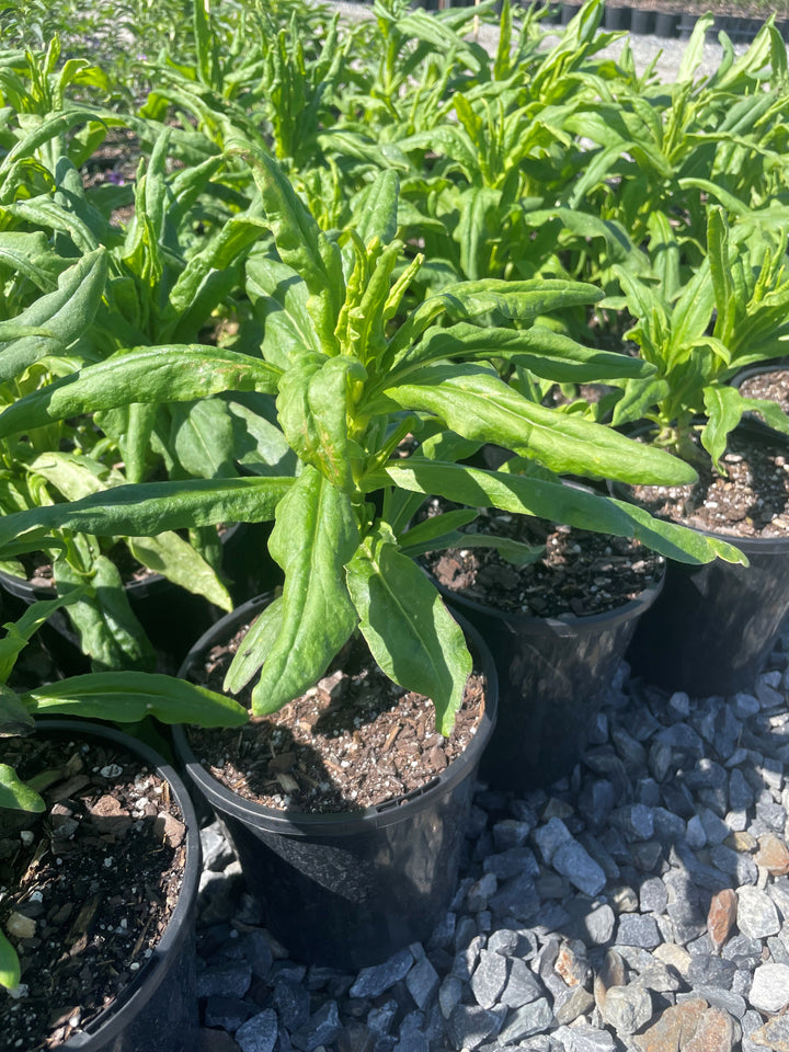 Xerochrysum Bracteatum 'Dark Scarlet'