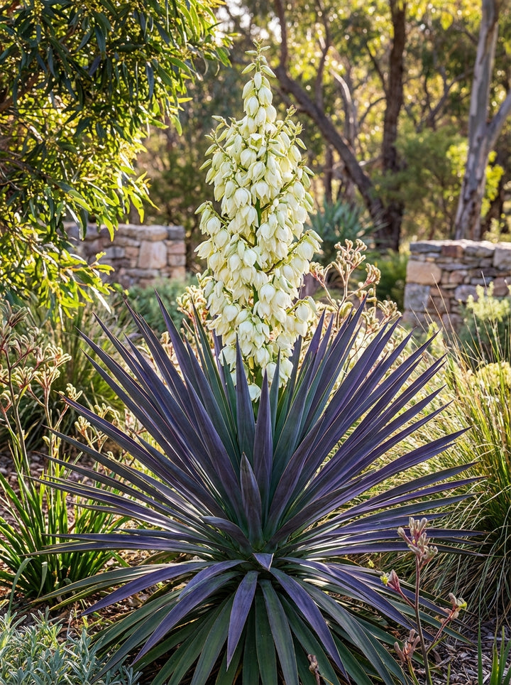 Yucca desmetiana 200mm Pot for sale Adelaide Plant Co