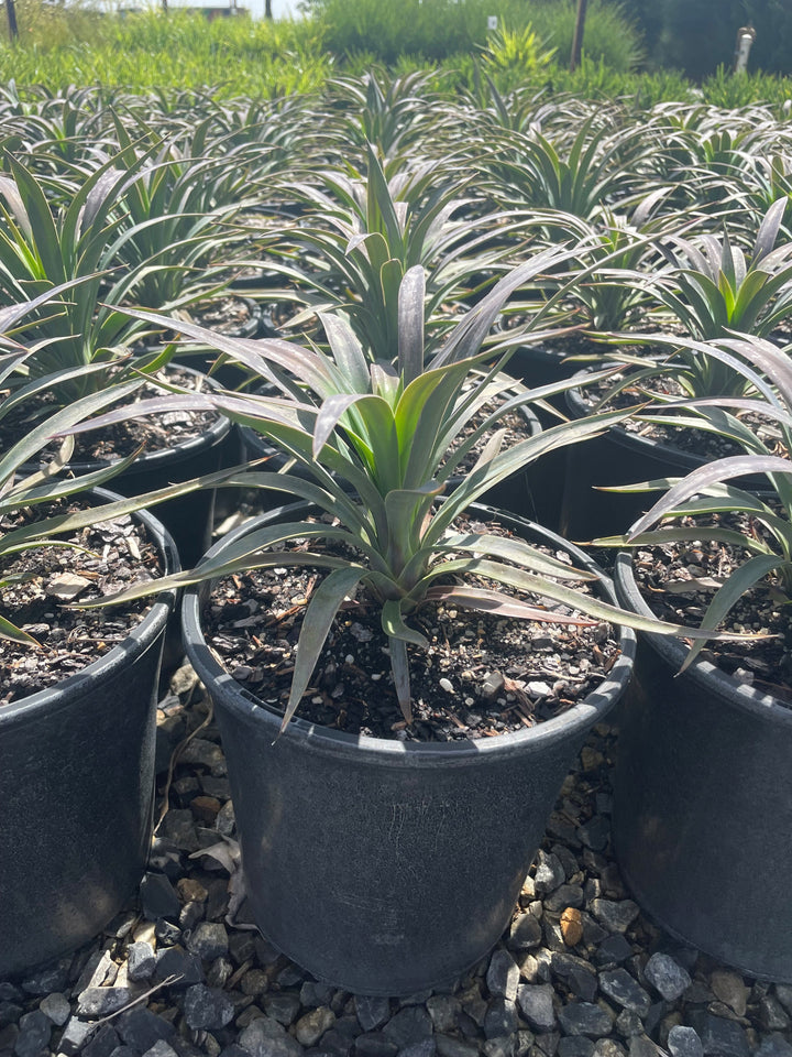 Yucca desmetiana for sale Adelaide Plant Co