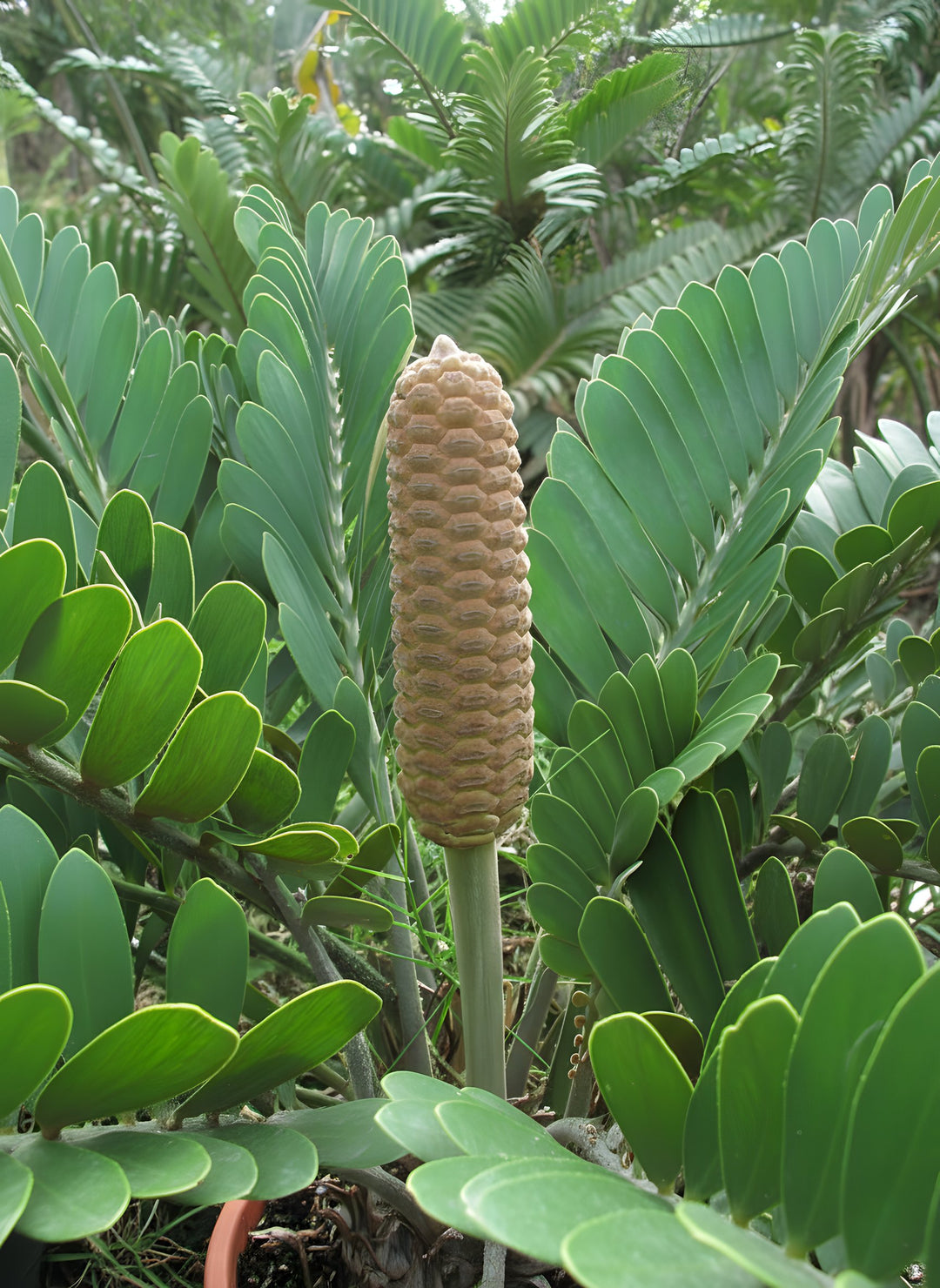 Zamia furfuracea 200mm Pot for sale Adelaide Plant Co