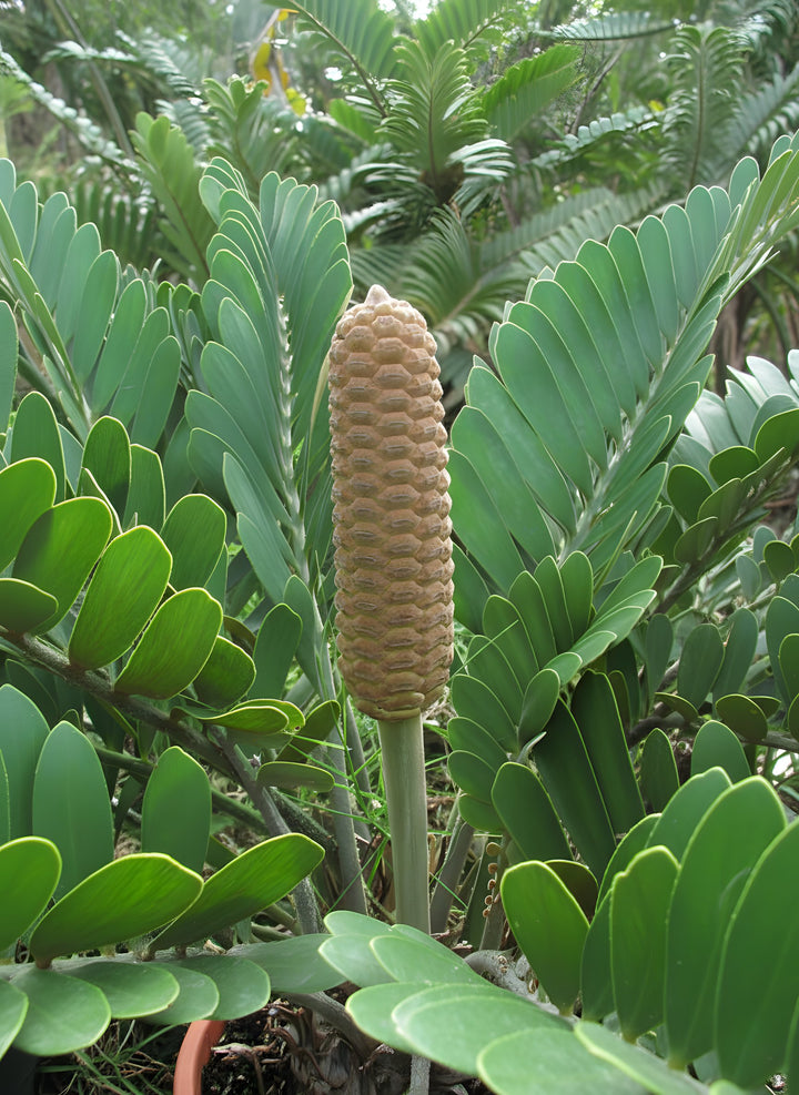 Zamia furfuracea 200mm Pot for sale Adelaide Plant Co