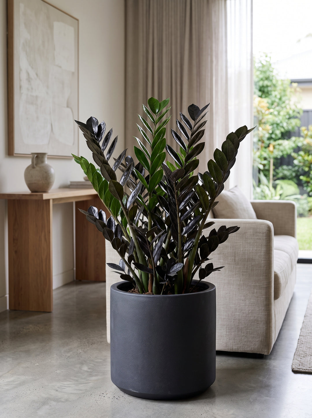 Zamioculcas 'Raven' ZZ plant with glossy black foliage in a designer pot indoors | Adelaide Plant Co