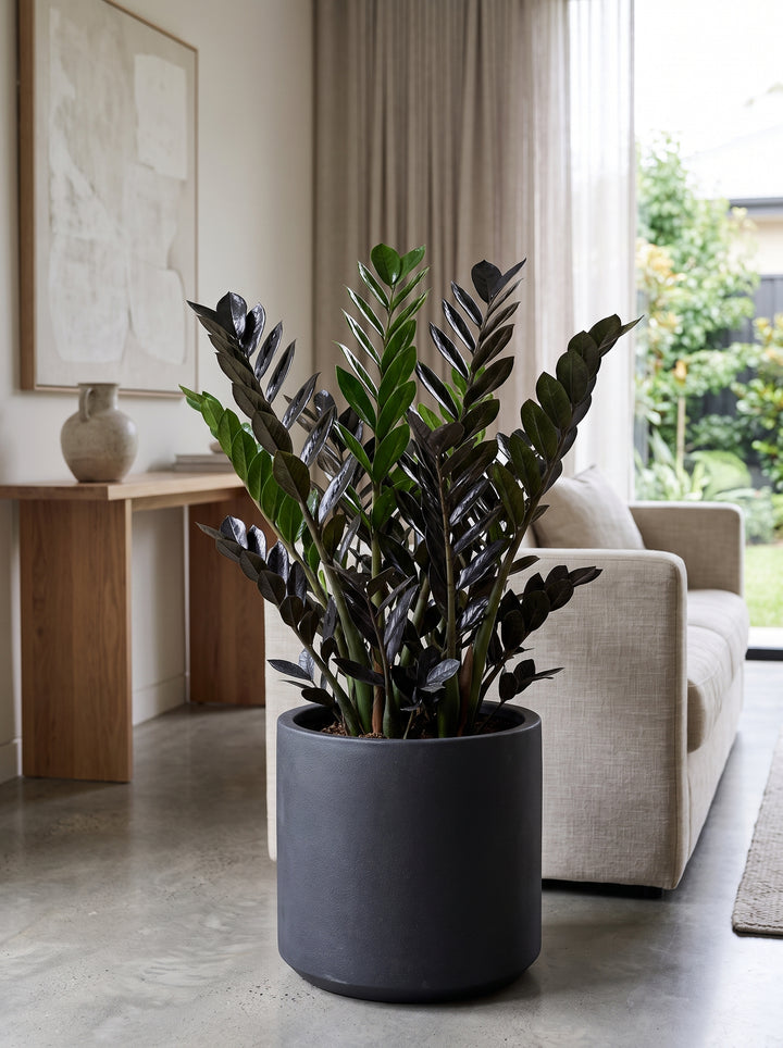 Zamioculcas &