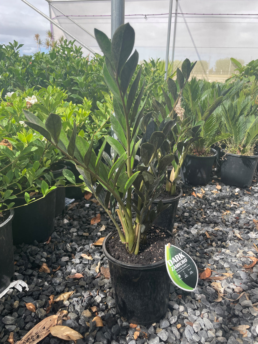 Zamioculcas zamiifolia &