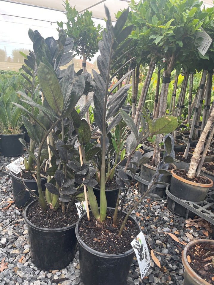 Zamioculcas zamiifolia &