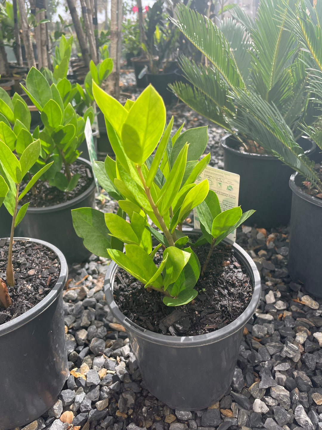 Zamioculcas zamiifolia &