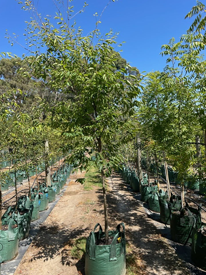 Zelkova serrata &
