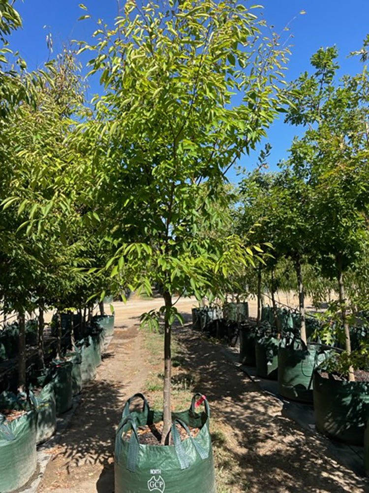 Zelkova serrata &
